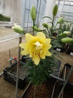 [4195 Exotic Sun PO No01.JPG]